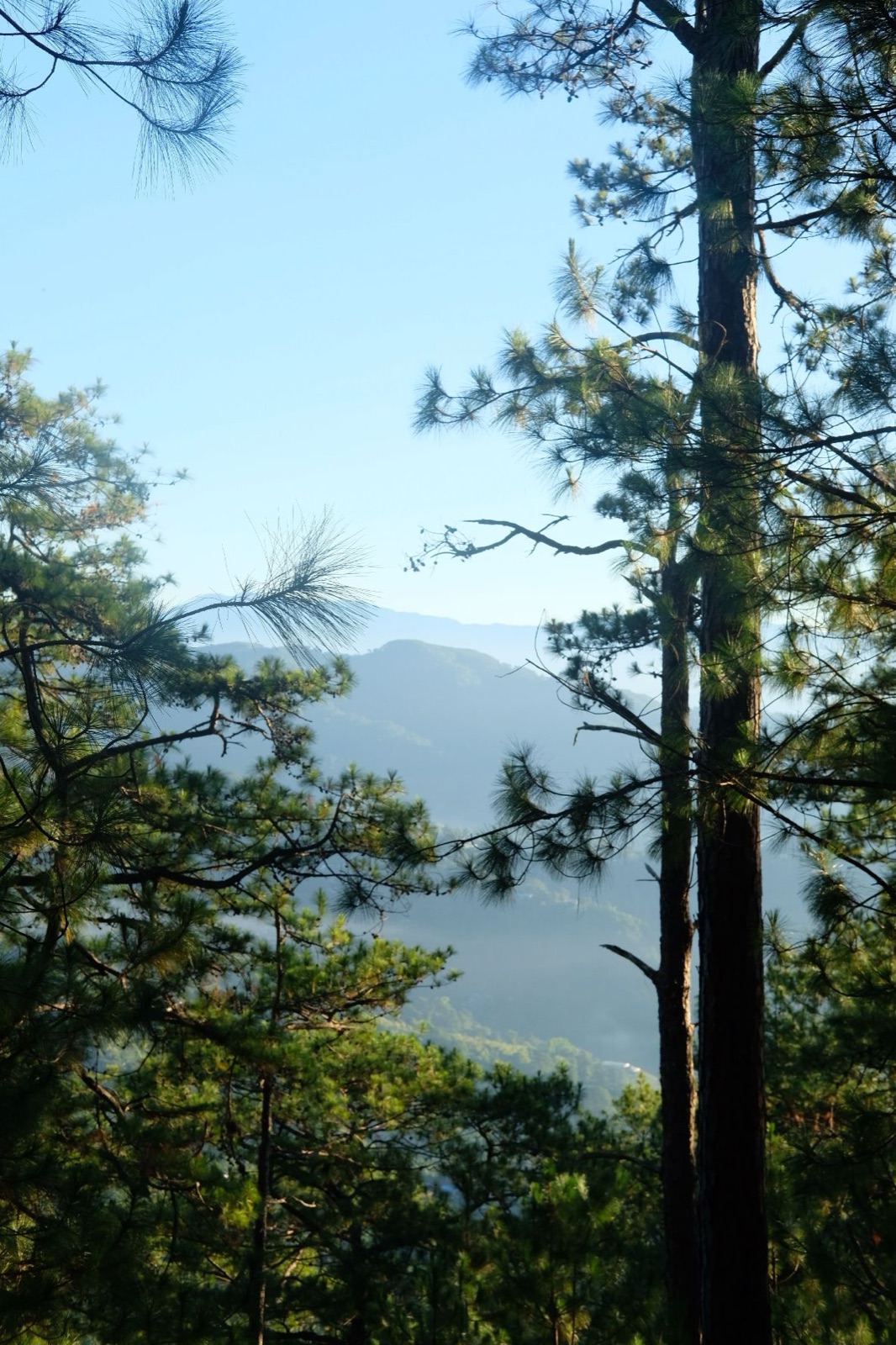Sunlit pine trees framing hazy blue mountains